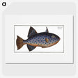 1-30_Ichtyologie-ou-Histoire-naturelle_picture