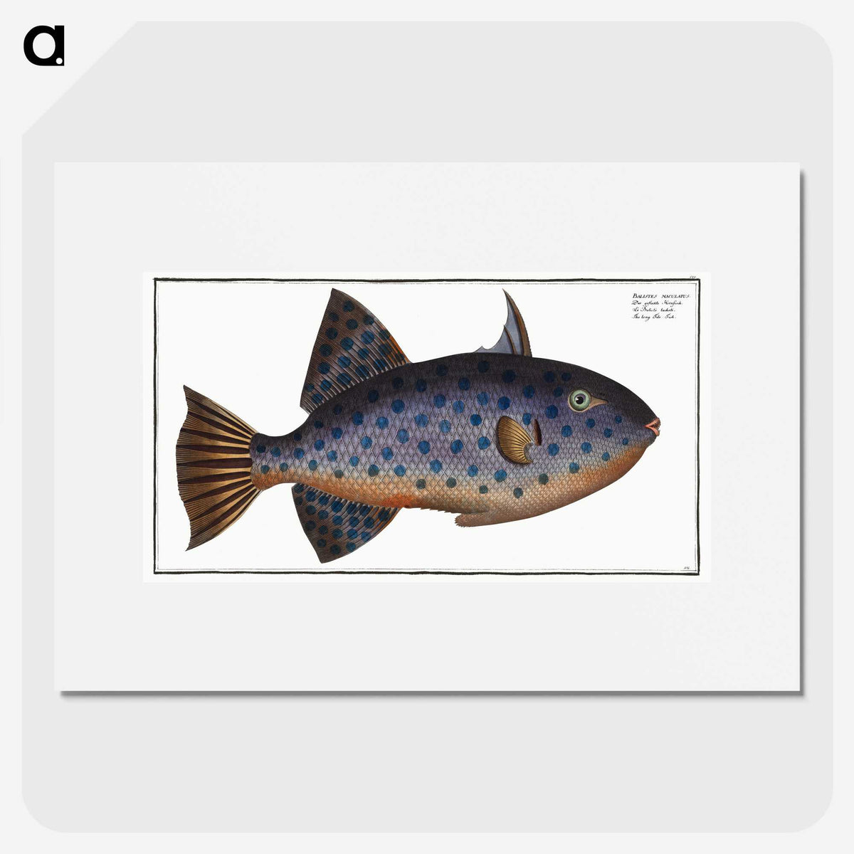 1-30_Ichtyologie-ou-Histoire-naturelle_picture
