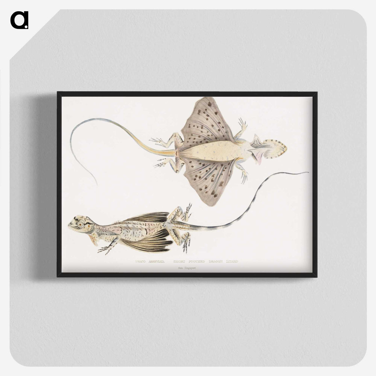 1-30_Indian-Zoology_blk-crop