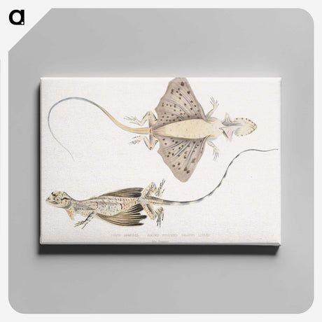 1-30_Indian-Zoology_canvas