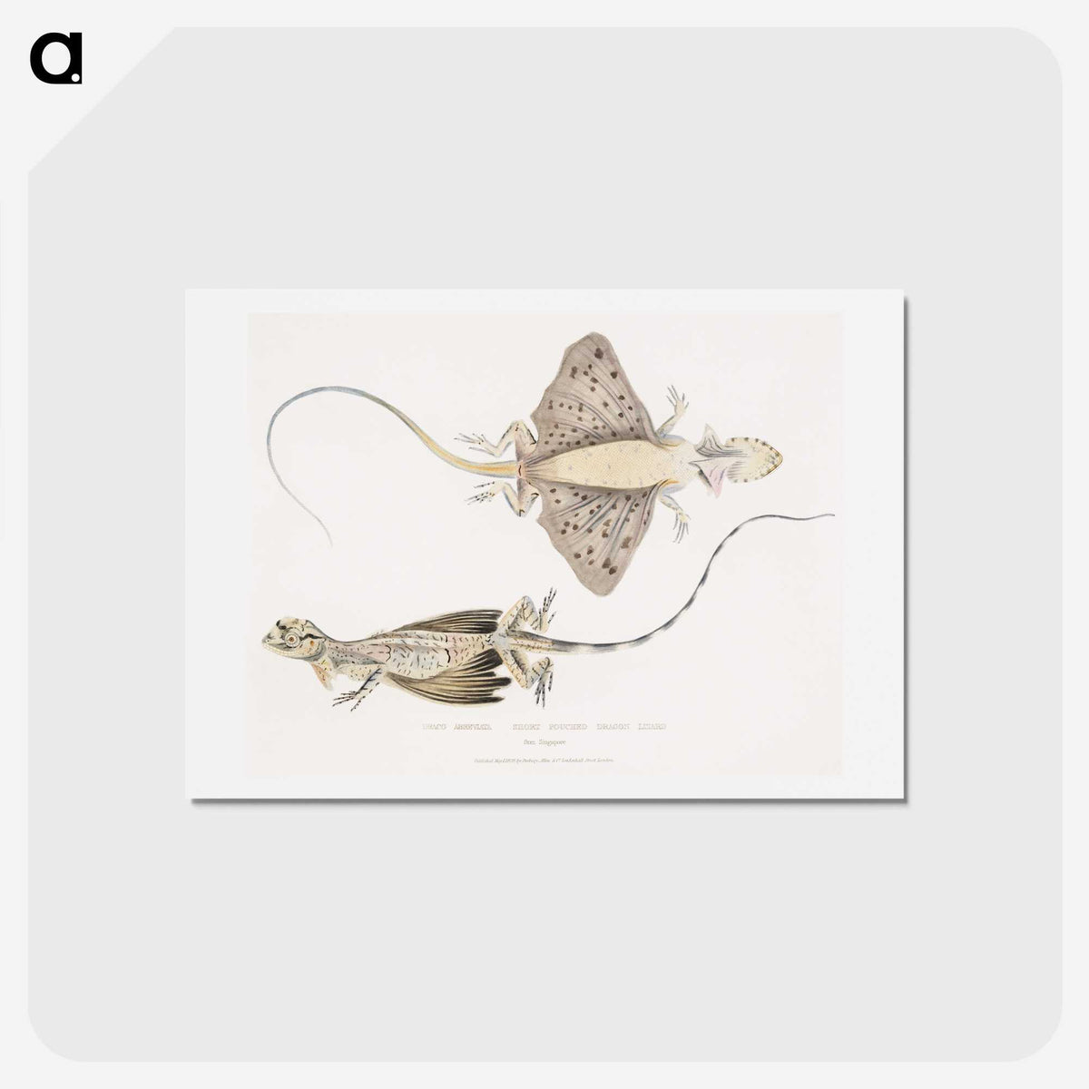 1-30_Indian-Zoology_hagaki