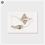 1-30_Indian-Zoology_hagaki