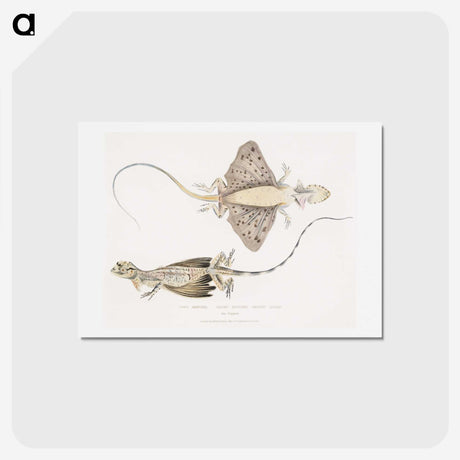 1-30_Indian-Zoology_hagaki