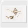 1-30_Indian-Zoology_picture