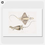 1-30_Indian-Zoology_picture