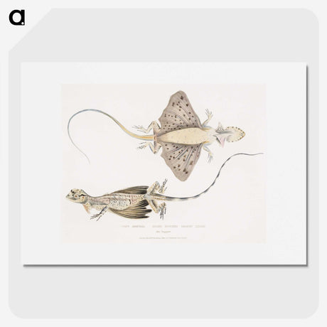 1-30_Indian-Zoology_picture