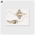 1-30_Indian-Zoology_postcard