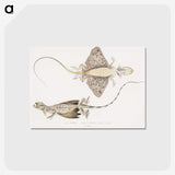 1-30_Indian-Zoology_postcard
