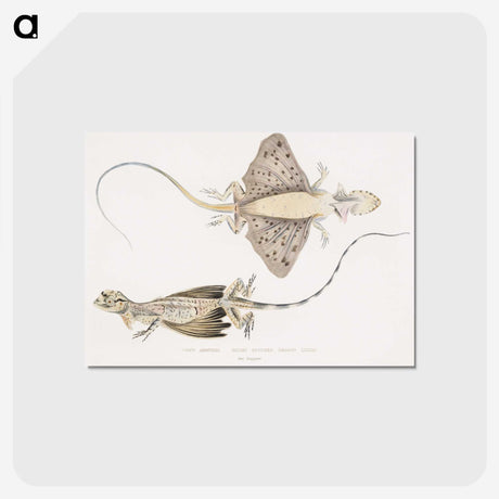 1-30_Indian-Zoology_postcard