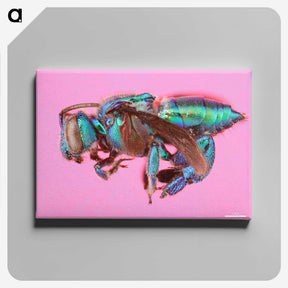 1-30_Insects-Unlocked-Project_canvas