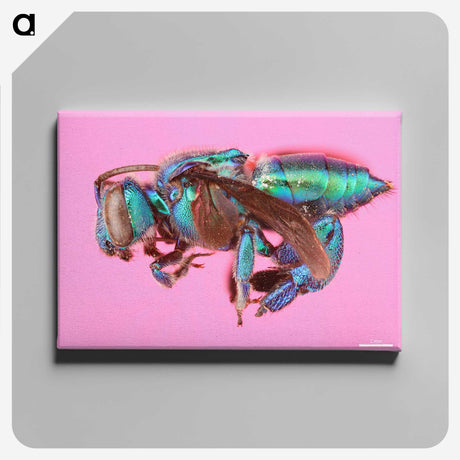 1-30_Insects-Unlocked-Project_canvas
