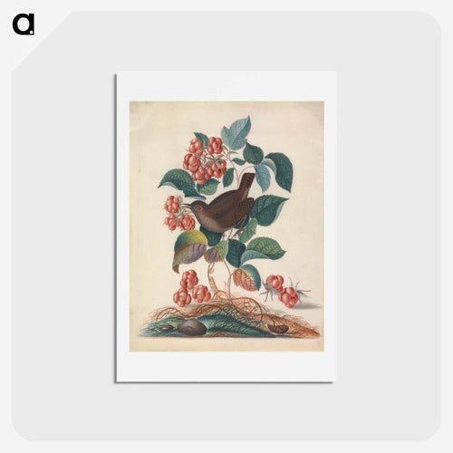 Eurasian Wren and Companions
 - ジェームズ ボルトン Postcard.