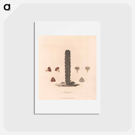 アートポストカード-Kolquall
 - ジェームス ヒース Postcard.