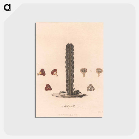 アートポストカード-Kolquall
 - ジェームス ヒース Postcard.