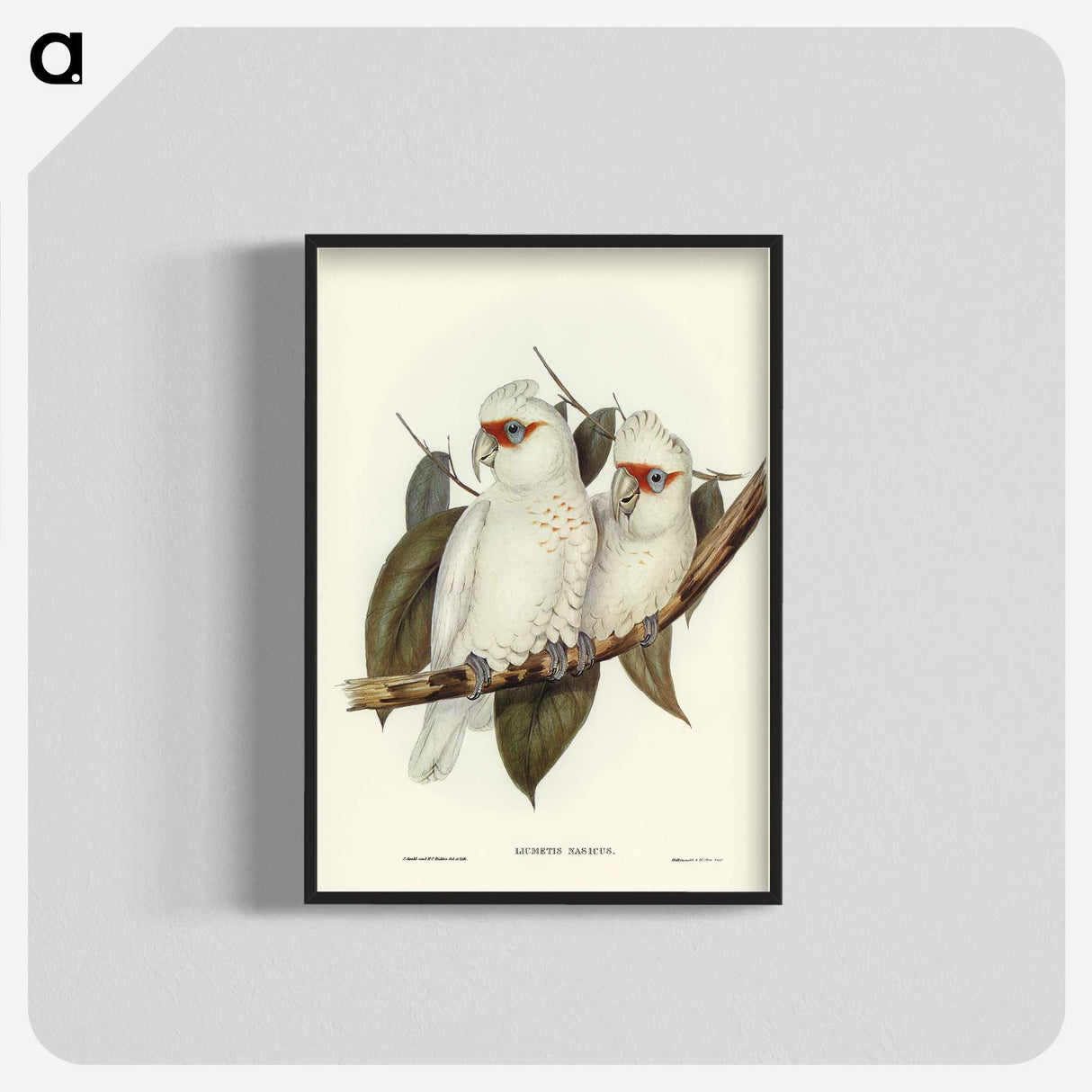 1-30_John-Gould_blk-crop