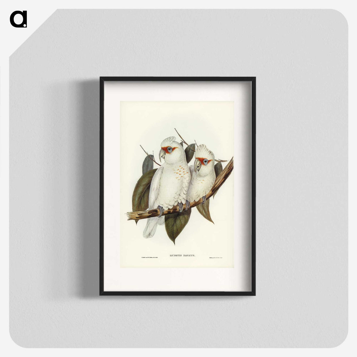 1-30_John-Gould_blk