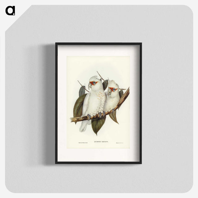 1-30_John-Gould_blk