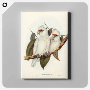 アートパネル-Long-billed Cockatoo
 - ジョン グールド Canvas.