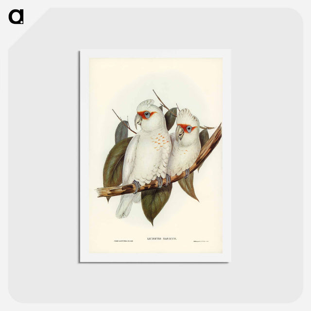 アートポストカード-Long-billed Cockatoo
 - ジョン グールド Postcard.