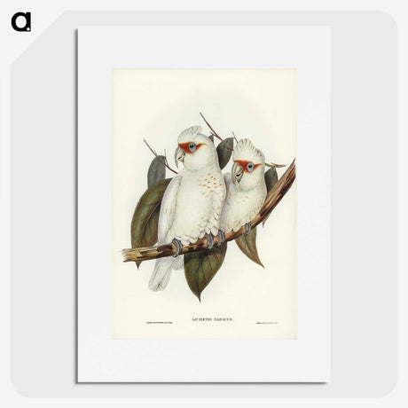 1-30_John-Gould_picture
