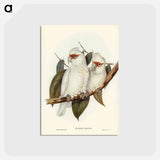 アートポストカード-Long-billed Cockatoo
 - ジョン グールド Postcard.
