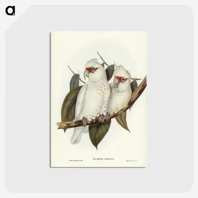 1-30_John-Gould_postcard