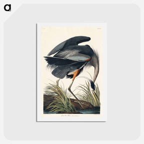 アートポストカード-Great Blue Heron
 - ジョン ジェームス オーデュボン Postcard.