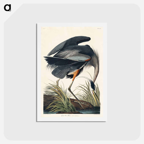 アートポストカード-Great Blue Heron
 - ジョン ジェームス オーデュボン Postcard.