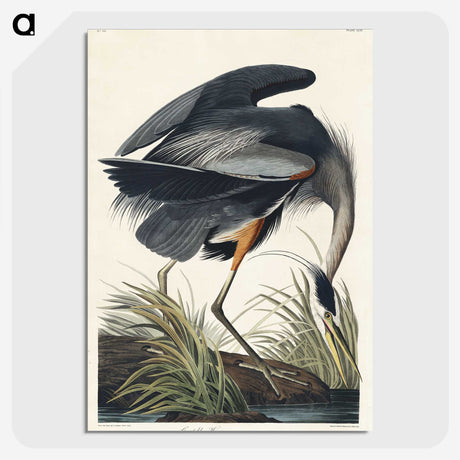 1-30_John-James-Audubon_picture-crop