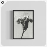 1-30_Karl-Blossfeldt_blk-crop