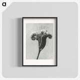 1-30_Karl-Blossfeldt_blk
