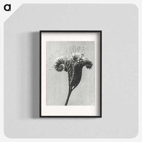 1-30_Karl-Blossfeldt_blk