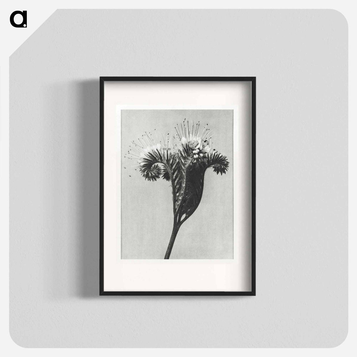 Phacelia tanacetifolia - Karl Blossfeldt Poster.