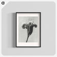 アートポスター-Phacelia tanacetifolia - カール ブロスフェルト Poster.