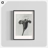 アートポスター-Phacelia tanacetifolia - カール ブロスフェルト Poster.