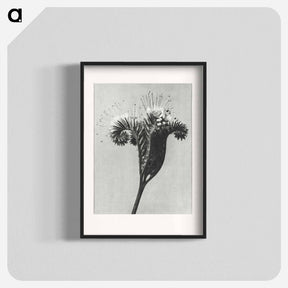 アートポスター-Phacelia tanacetifolia - カール ブロスフェルト Poster.
