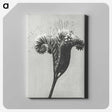 1-30_Karl-Blossfeldt_canvas