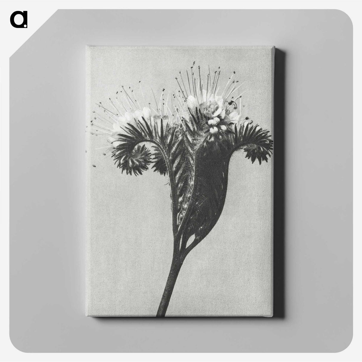 1-30_Karl-Blossfeldt_canvas