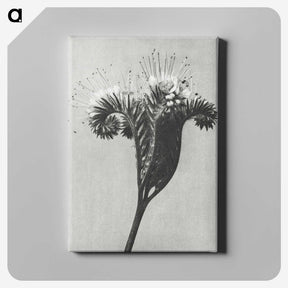 1-30_Karl-Blossfeldt_canvas