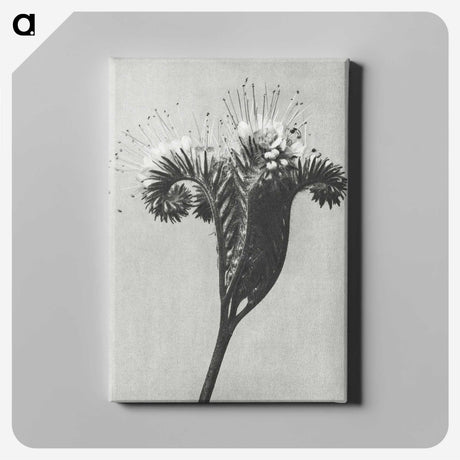 1-30_Karl-Blossfeldt_canvas
