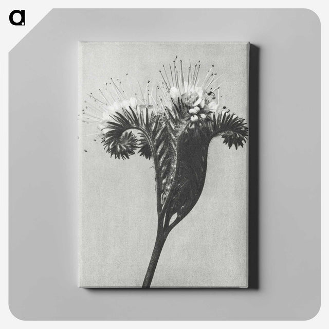 1-30_Karl-Blossfeldt_canvas