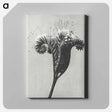アートパネル-Phacelia tanacetifolia - カール ブロスフェルト Canvas.