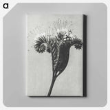 アートパネル-Phacelia tanacetifolia - カール ブロスフェルト Canvas.