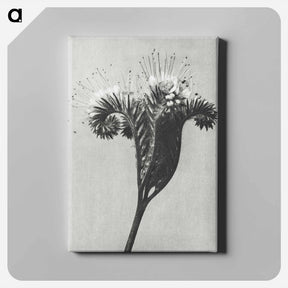アートパネル-Phacelia tanacetifolia - カール ブロスフェルト Canvas.