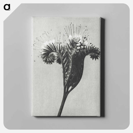 アートパネル-Phacelia tanacetifolia - カール ブロスフェルト Canvas.