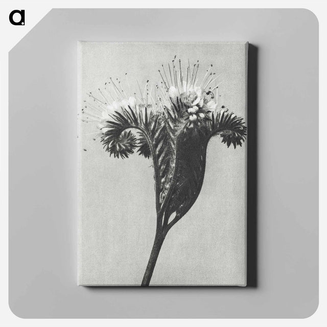 アートパネル-Phacelia tanacetifolia - カール ブロスフェルト Canvas.