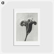 アートポストカード-Phacelia tanacetifolia - カール ブロスフェルト Postcard.