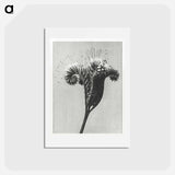 アートポストカード-Phacelia tanacetifolia - カール ブロスフェルト Postcard.