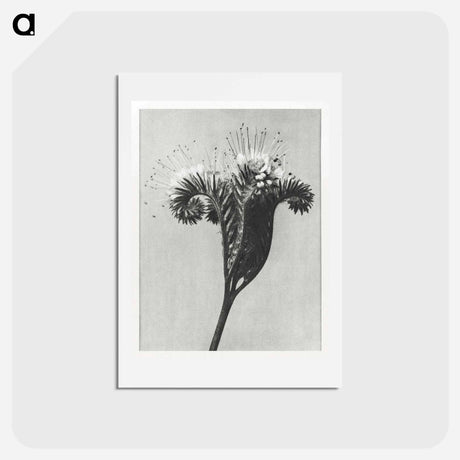 アートポストカード-Phacelia tanacetifolia - カール ブロスフェルト Postcard.