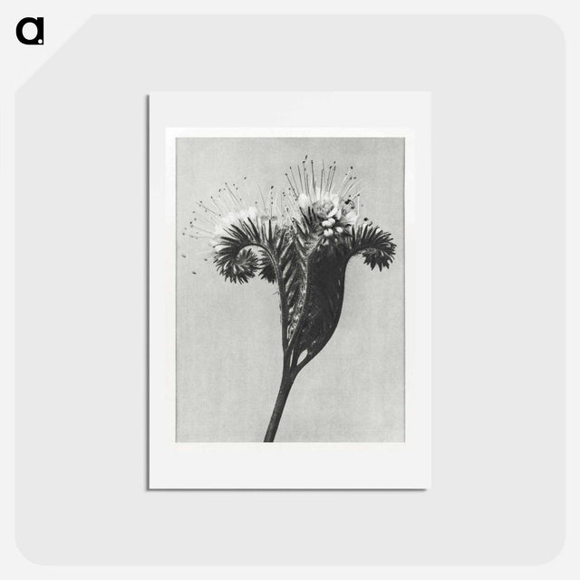 アートポストカード-Phacelia tanacetifolia - カール ブロスフェルト Postcard.